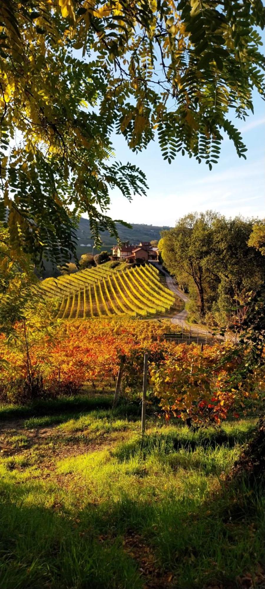Tenuta Montanello B&B Castiglione Falletto Eksteriør bilde