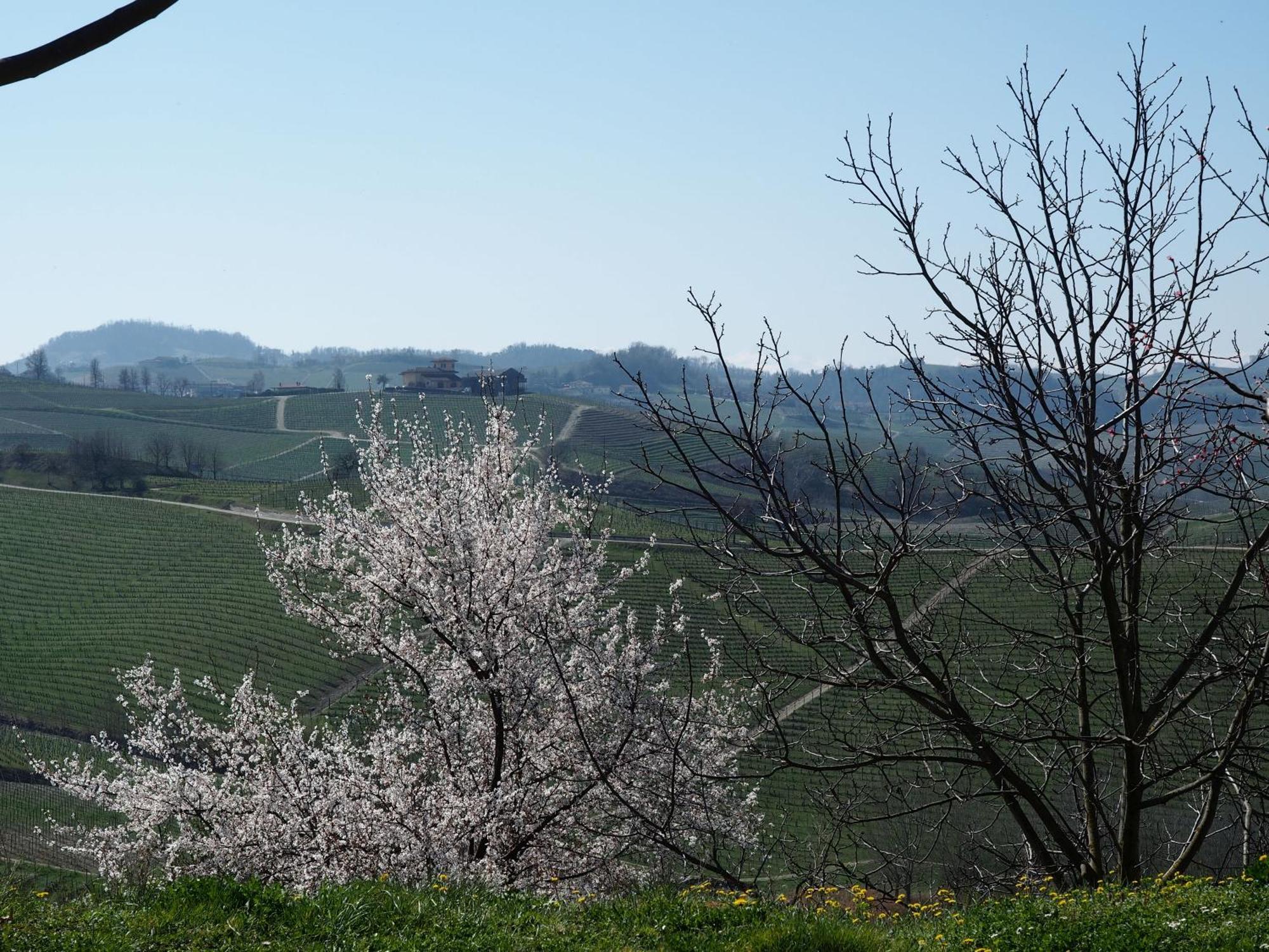 Tenuta Montanello B&B Castiglione Falletto Eksteriør bilde